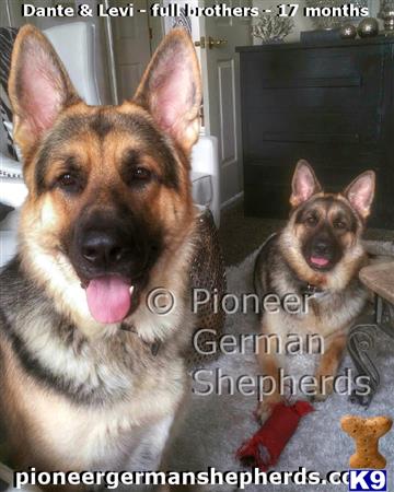 GiantGSDs Picture 2